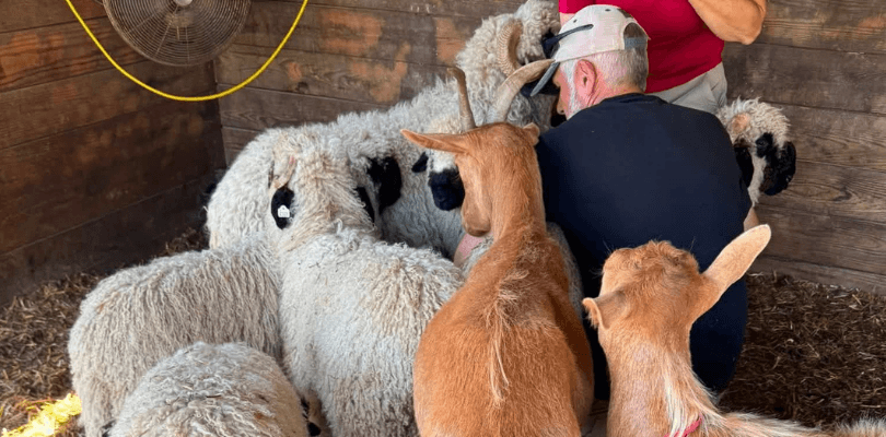 A man in a barn with sheep and goats.