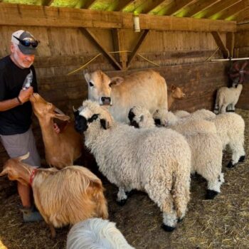 A man standing in a barn with sheep and a cow.