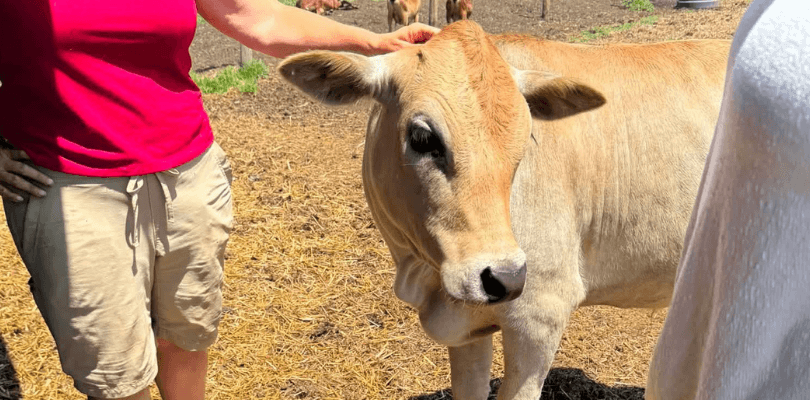 A woman petting a cow at a farm.